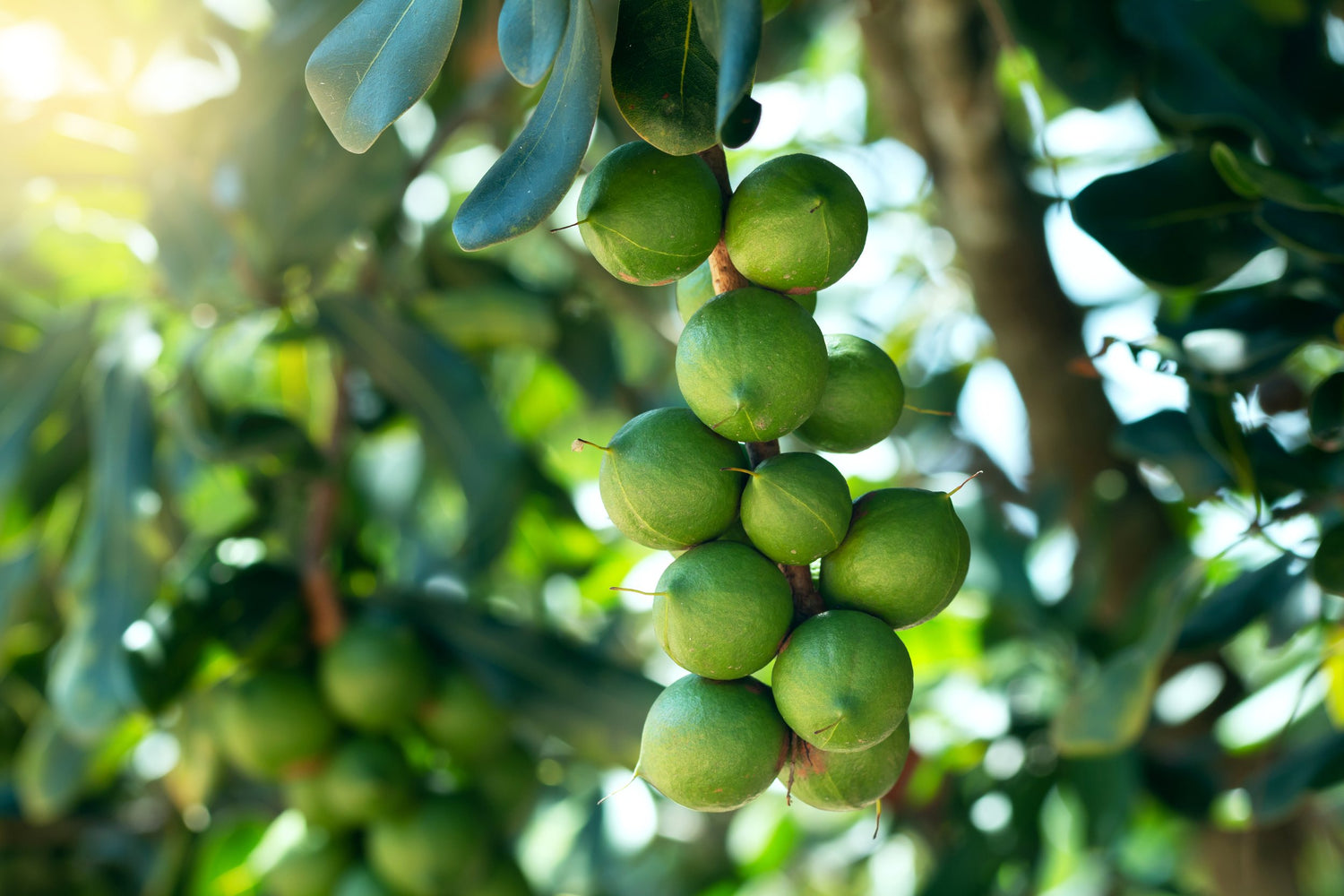 Macadamia fruits on a tree